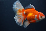 Thai Oranda  Red White 5.5 Inch (ID#0107T2b-65) Free2Day SHIPPING