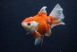 Thai Oranda  Red White 5.5 Inch (ID#0107T2b-65) Free2Day SHIPPING