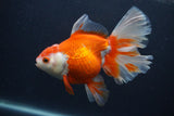 Thai Oranda  Red White 5.5 Inch (ID#0107T2b-65) Free2Day SHIPPING