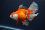 Thai Oranda  Red White 5.5 Inch (ID#0107T2b-65) Free2Day SHIPPING