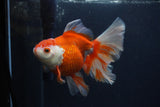 Thai Oranda  Red White 5.5 Inch (ID#0107T2b-65) Free2Day SHIPPING