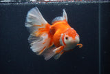 Thai Oranda  Red White 5.5 Inch (ID#0107T2b-65) Free2Day SHIPPING