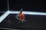 Baby Thai Oranda  Tricolor 2.5 Inch (ID#221TPTA-84) Free2Day SHIPPING