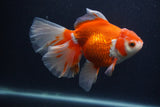 Thai Oranda  Red White 5.5 Inch (ID#0107T2b-65) Free2Day SHIPPING