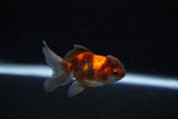 Baby Thai Oranda  Tricolor 2.5 Inch (ID#221TPTA-84) Free2Day SHIPPING