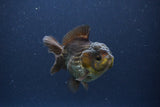 Short Body Thai Oranda  Bronze 3.5 Inch (ID#1108To14b-61) Free2Day SHIPPING