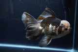 Thai Oranda  Panda 6.5 Inch (ID#1224To6b-92)