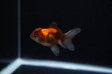 Baby Thai Oranda  Tricolor 2.5 Inch (ID#221TPTA-84) Free2Day SHIPPING