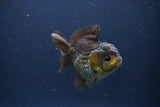 Short Body Thai Oranda  Bronze 3.5 Inch (ID#1108To14b-61) Free2Day SHIPPING