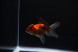 Baby Thai Oranda  Tricolor 2.5 Inch (ID#221TPTA-84) Free2Day SHIPPING