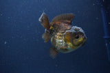 Short Body Thai Oranda  Bronze 3.5 Inch (ID#1108To14b-61) Free2Day SHIPPING