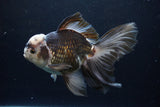 Thai Oranda  Panda 6.5 Inch (ID#1224To6b-92)