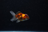 Baby Thai Oranda  Tricolor 2.5 Inch (ID#221TPTA-84) Free2Day SHIPPING
