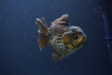 Short Body Thai Oranda  Bronze 3.5 Inch (ID#1108To14b-61) Free2Day SHIPPING