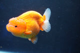 Lionchu  Red White 4 Inch (ID#1022R12a-108) Free2Day SHIPPING