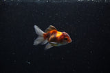 Baby Thai Oranda  Tricolor 2.5 Inch (ID#221TPTA-84) Free2Day SHIPPING