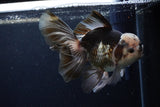 Thai Oranda  Panda 6.5 Inch (ID#1224To6b-92)