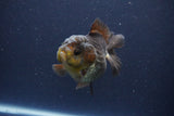 Short Body Thai Oranda  Bronze 3.5 Inch (ID#1108To14b-61) Free2Day SHIPPING