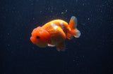 Juvenile Lionchu  Red White 3.5 Inch (ID#311R11a-14) Free2Day SHIPPING