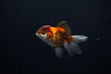 Baby Thai Oranda  Tricolor 2.5 Inch (ID#221TPTA-84) Free2Day SHIPPING