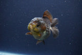 Short Body Thai Oranda  Bronze 3.5 Inch (ID#1108To14b-61) Free2Day SHIPPING