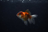 Baby Thai Oranda  Tricolor 2.5 Inch (ID#221TPTA-84) Free2Day SHIPPING