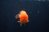 Juvenile Lionchu  Red White 3.5 Inch (ID#311R11a-14) Free2Day SHIPPING