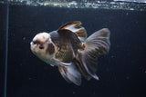 Thai Oranda  Panda 6.5 Inch (ID#1224To6b-92)