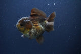 Short Body Thai Oranda  Bronze 3.5 Inch (ID#1108To14b-61) Free2Day SHIPPING