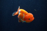 Juvenile Lionchu  Red White 3.5 Inch (ID#311R11a-14) Free2Day SHIPPING