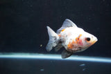 Ryukin  Calico 3 Inch (ID#924Ry7a-6) Free2Day SHIPPING