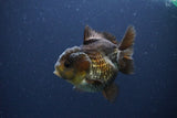 Short Body Thai Oranda  Bronze 3.5 Inch (ID#1108To14b-61) Free2Day SHIPPING