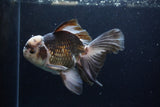 Thai Oranda  Panda 6.5 Inch (ID#1224To6b-92)