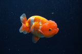 Juvenile Lionchu  Red White 3.5 Inch (ID#311R11a-14) Free2Day SHIPPING