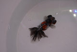 Butterfly  Calico 3 Inch (ID#1206B8b-61) Free2Day SHIPPING