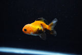 Baby Thai Oranda  Tricolor 2.5 Inch (ID#221TPTA-85) Free2Day SHIPPING