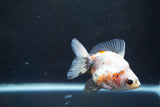 Ryukin  Calico 3 Inch (ID#924Ry7a-6) Free2Day SHIPPING