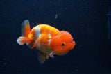 Juvenile Lionchu  Red White 3.5 Inch (ID#311R11a-14) Free2Day SHIPPING