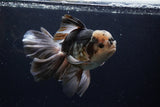 Thai Oranda  Panda 6.5 Inch (ID#1224To6b-92)