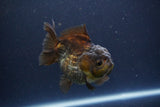 Short Body Thai Oranda  Bronze 3.5 Inch (ID#1108To14b-61) Free2Day SHIPPING