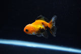 Baby Thai Oranda  Tricolor 2.5 Inch (ID#221TPTA-85) Free2Day SHIPPING