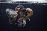 Thai Oranda  Panda 6.5 Inch (ID#1224To6b-92)