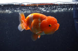 Juvenile Lionchu  Red White 3.5 Inch (ID#311R11a-14) Free2Day SHIPPING