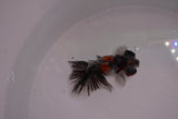 Butterfly  Calico 3 Inch (ID#1206B8b-61) Free2Day SHIPPING