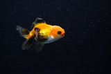 Baby Thai Oranda  Tricolor 2.5 Inch (ID#221TPTA-85) Free2Day SHIPPING