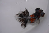 Butterfly  Calico 3 Inch (ID#1206B8b-61) Free2Day SHIPPING