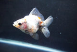 Ryukin  Calico 3 Inch (ID#924Ry7a-6) Free2Day SHIPPING