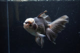 Thai Oranda  Panda 6.5 Inch (ID#1224To6b-92)