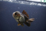 Short Body Thai Oranda  Panda 3 Inch (ID#1112To14b-59) Free2Day SHIPPING