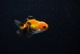Baby Thai Oranda  Tricolor 2.5 Inch (ID#221TPTA-85) Free2Day SHIPPING
